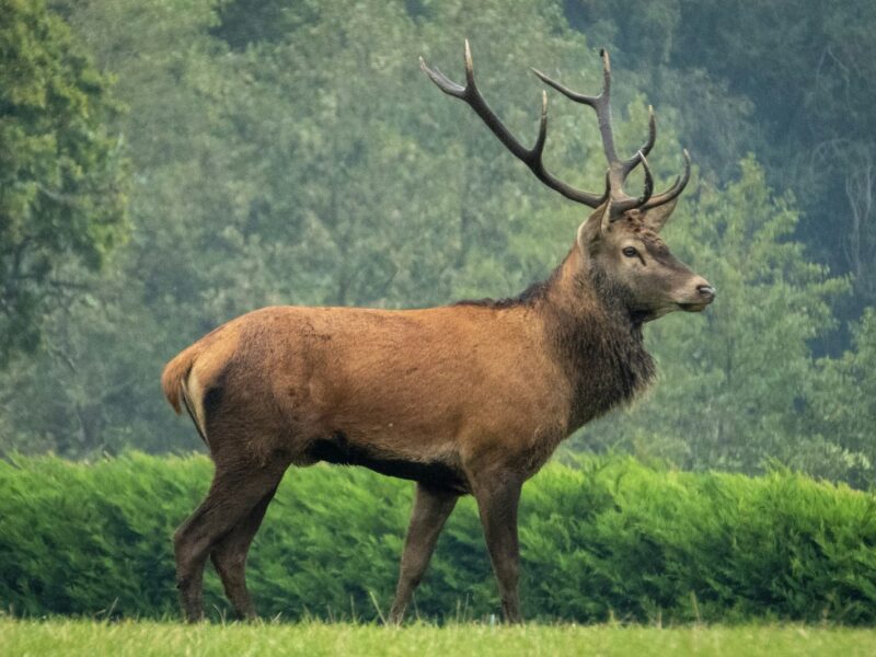 Burlend edelhert met groot gewei op een open heideveld in de ochtendnevel