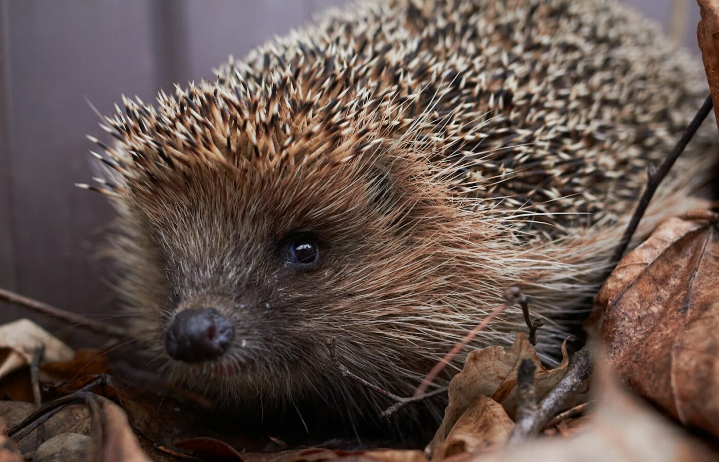 Egel tussen afgevallen herfstbladeren in de tuin