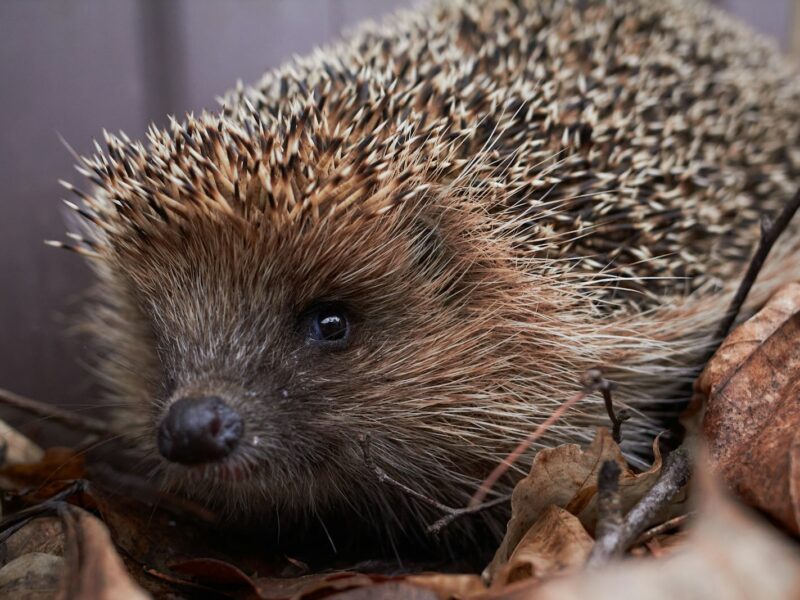 Egel tussen afgevallen herfstbladeren in de tuin