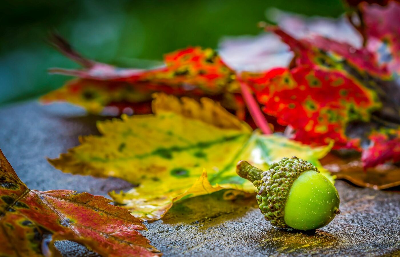 Eikels en kastanjes tussen herfstbladeren op een bospad