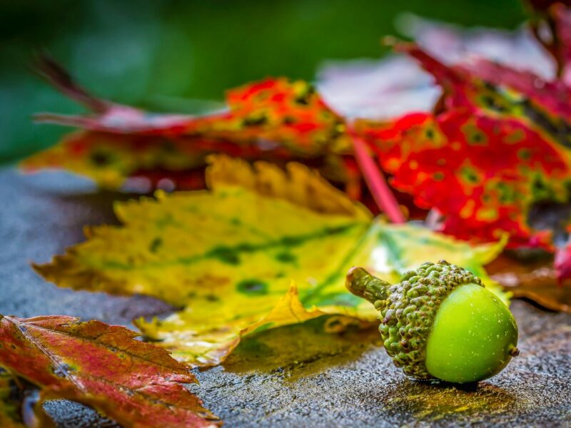 Eikels en kastanjes tussen herfstbladeren op een bospad