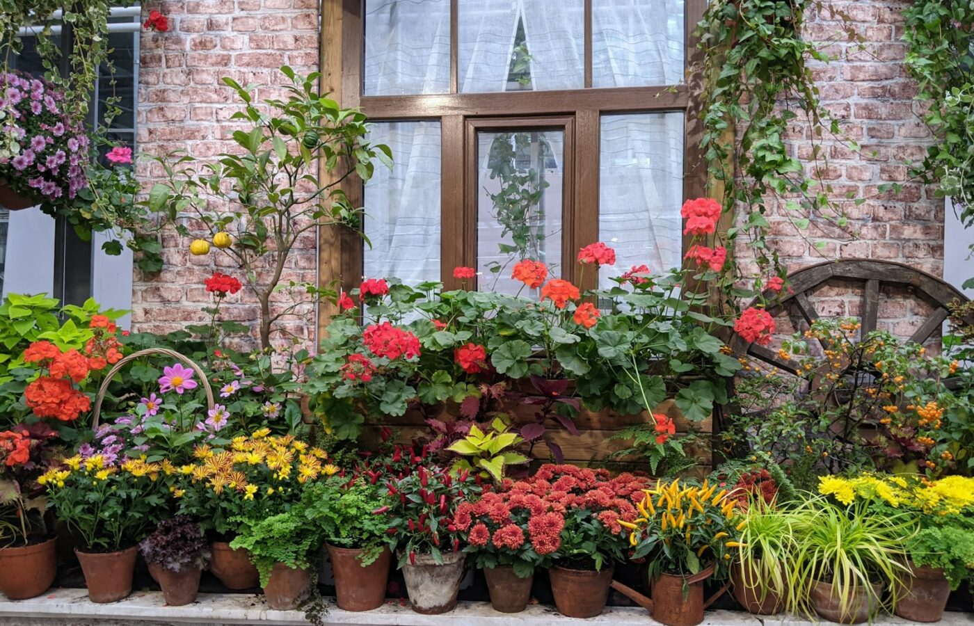 Rode geraniums in een terracotta pot