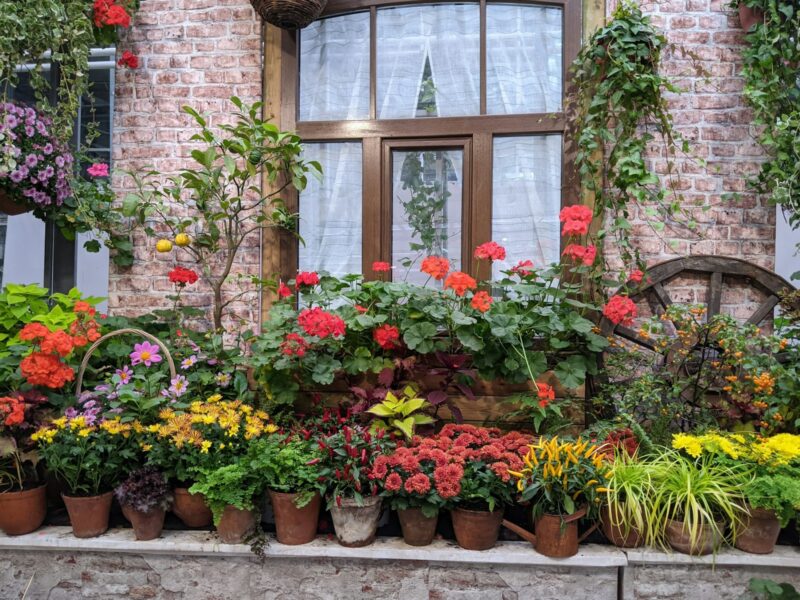 Rode geraniums in een terracotta pot