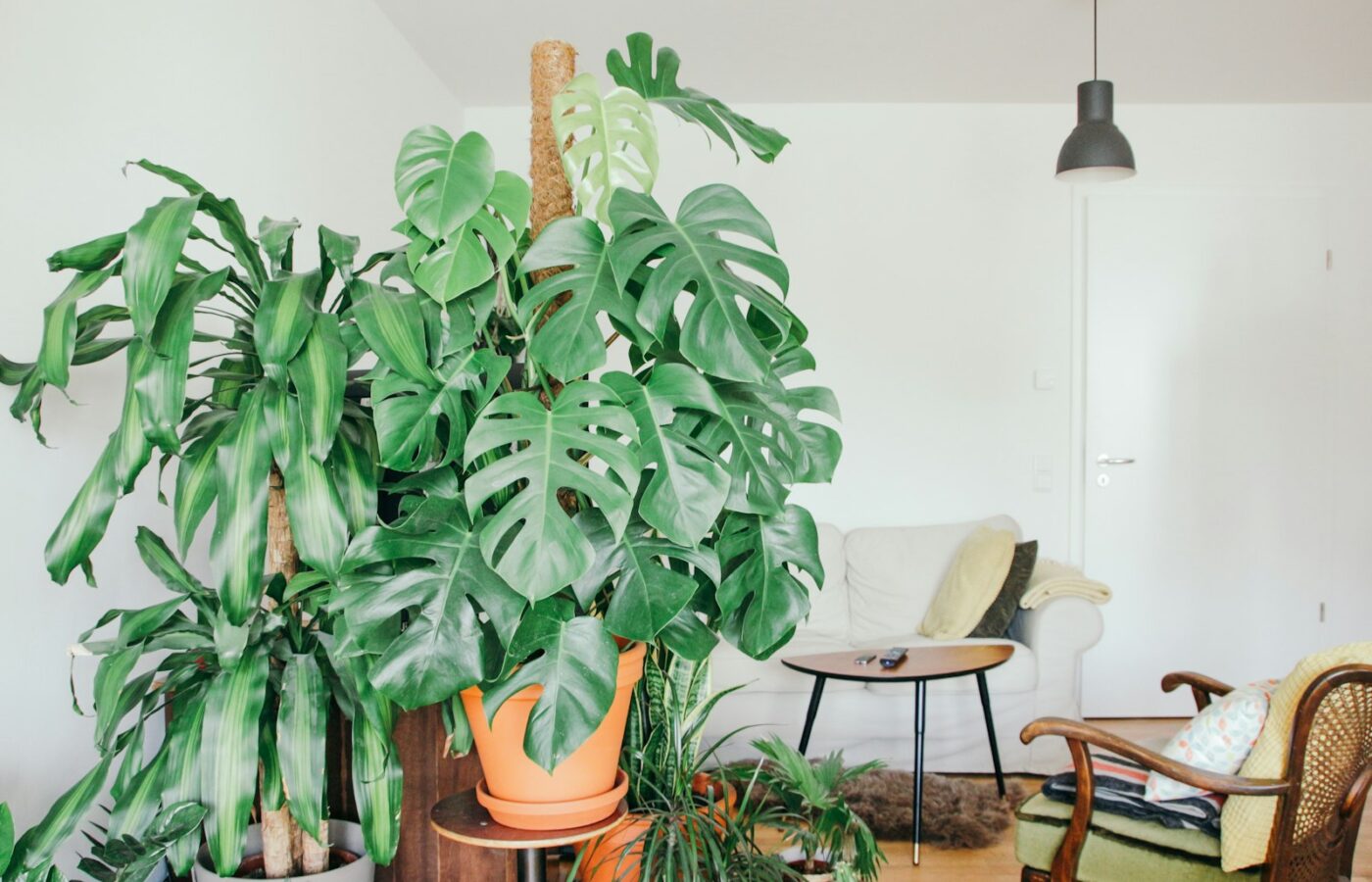 Grote monstera in een pot naast een raam in een lichte woonkamer