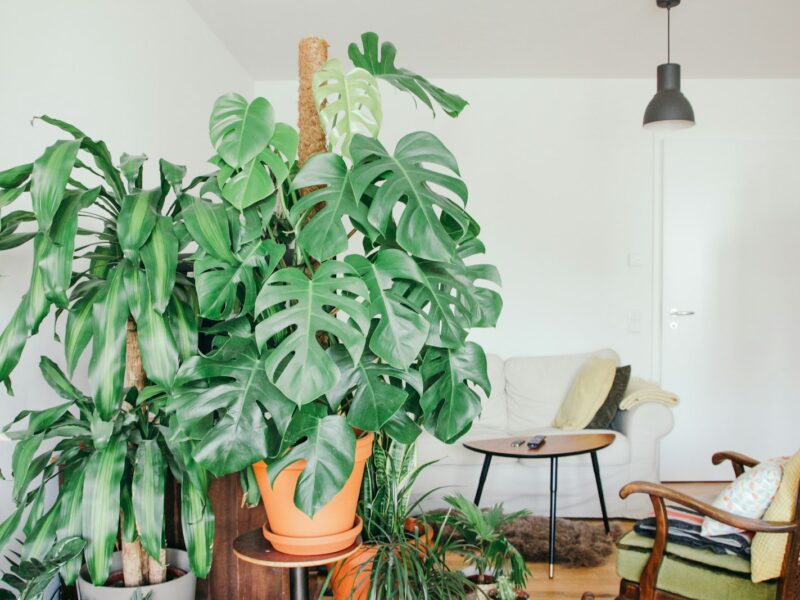 Grote monstera in een pot naast een raam in een lichte woonkamer