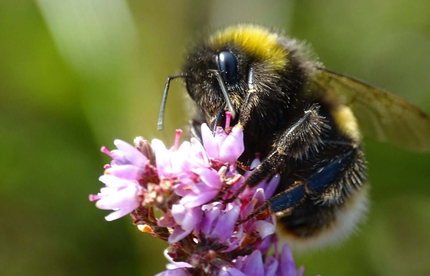 Een hommel op bloeiende struikheide in de herfst