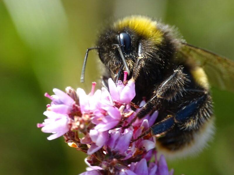 Een hommel op bloeiende struikheide in de herfst
