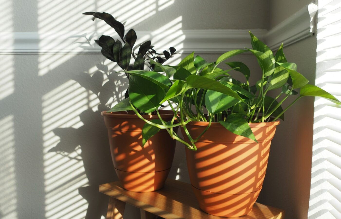 Kamerplanten op een vensterbank boven een radiator