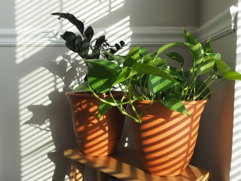 Kamerplanten op een vensterbank boven een radiator