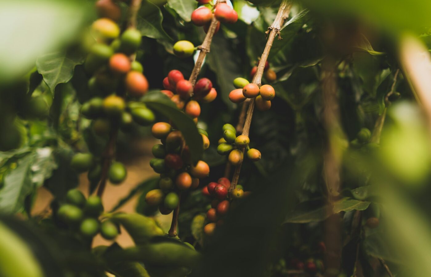 Gebruikt koffiedik in een filter naast een kamerplant in een pot