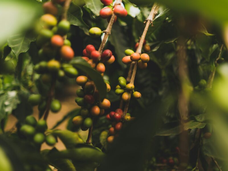 Gebruikt koffiedik in een filter naast een kamerplant in een pot