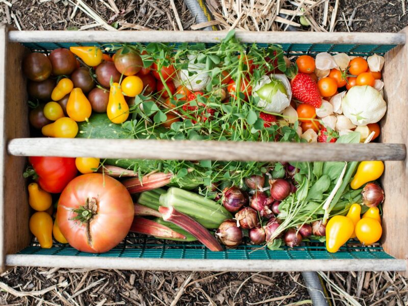 Mand met vers geoogste groenten uit de moestuin