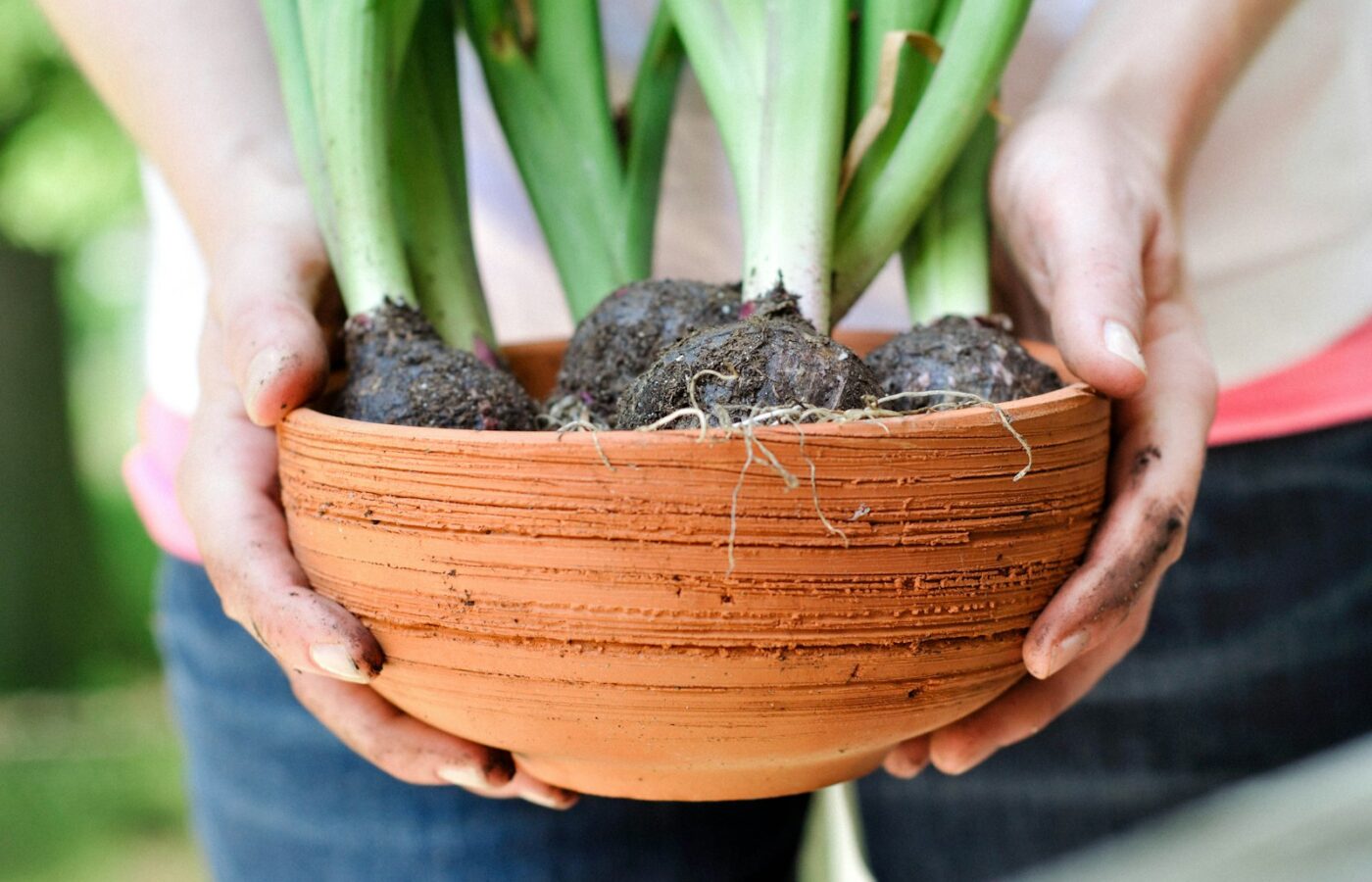 Bloembollen en potgrond in een pot klaar om in lagen te planten