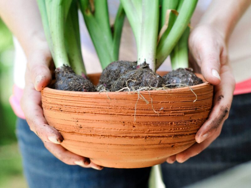 Bloembollen en potgrond in een pot klaar om in lagen te planten