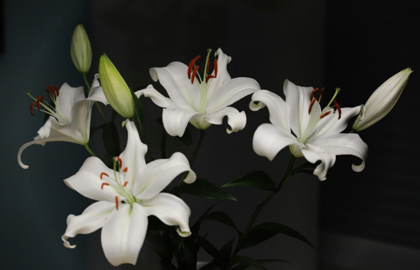 Witte lelies met oranje stuifmeel op de meeldraden in een vaas