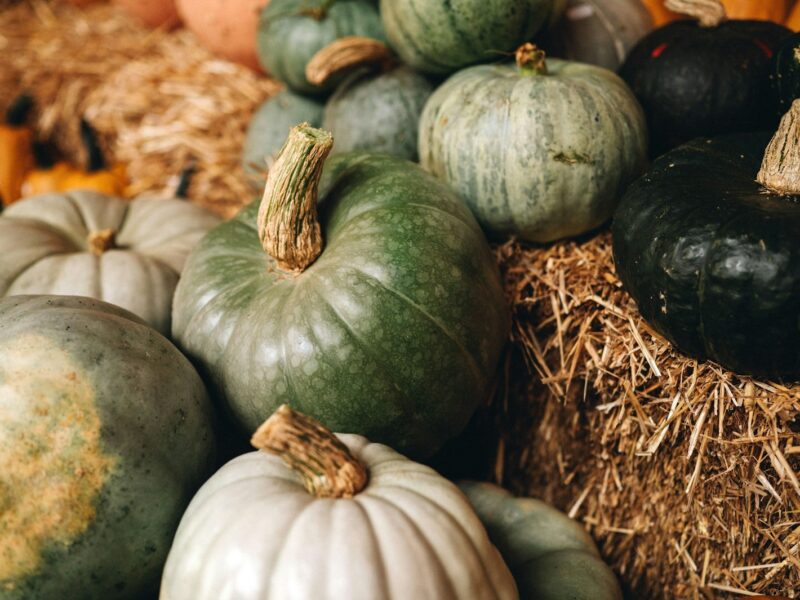 Moestuinbed in de herfst met pompoenen en compost