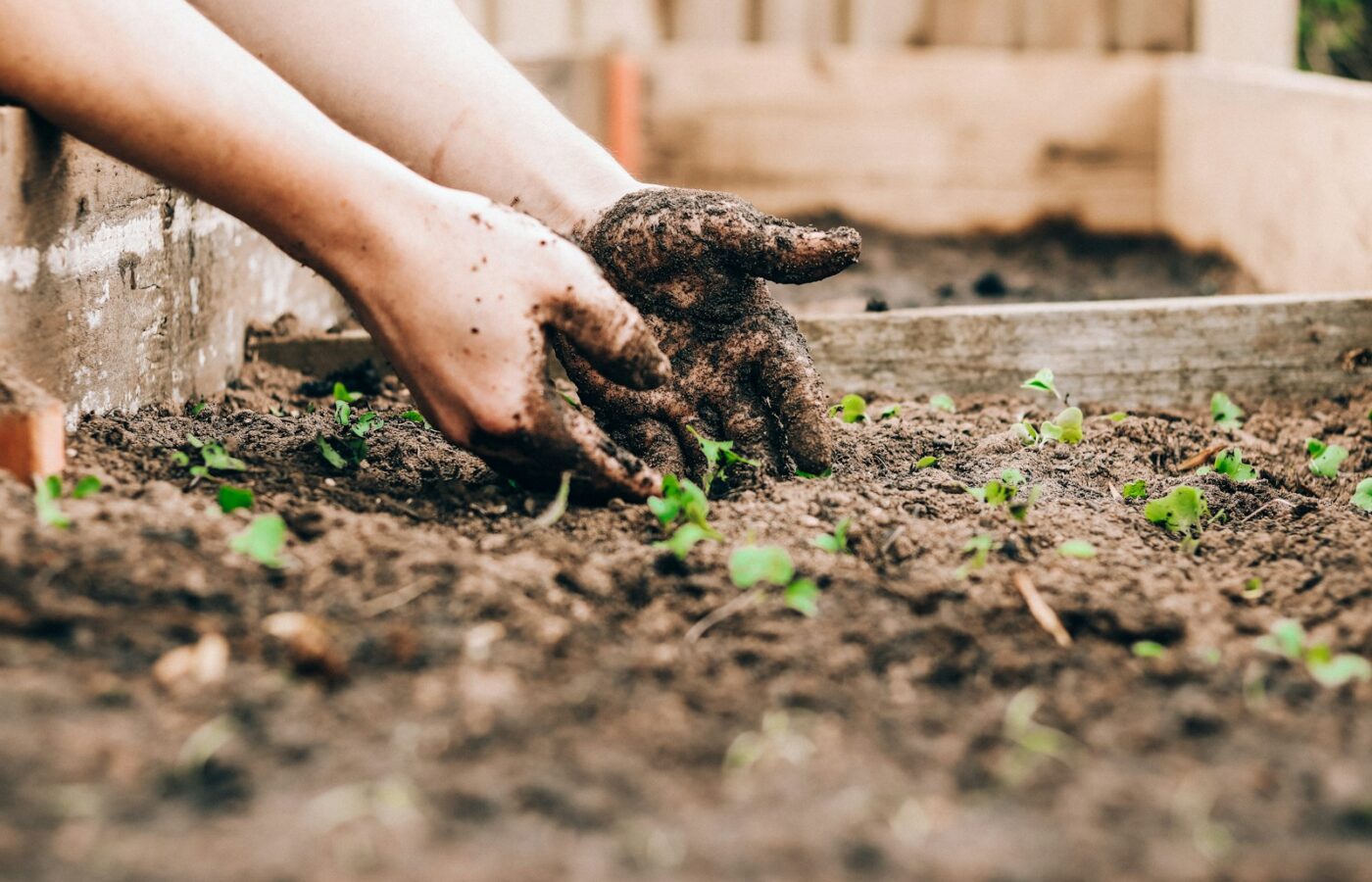 Een verhoogd moestuinbed met een laag compost en stro
