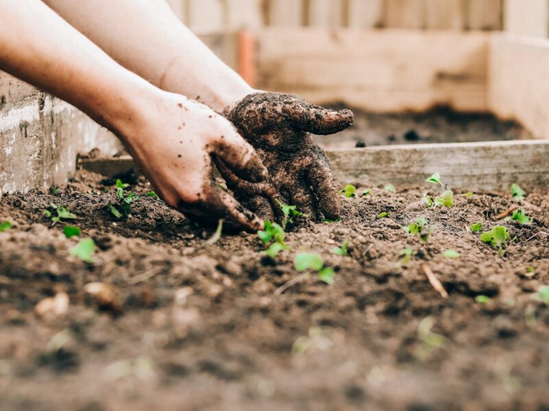 Een verhoogd moestuinbed met een laag compost en stro