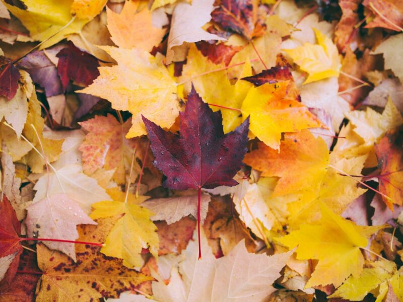 Afgevallen herfstblad als laag tussen planten in een border