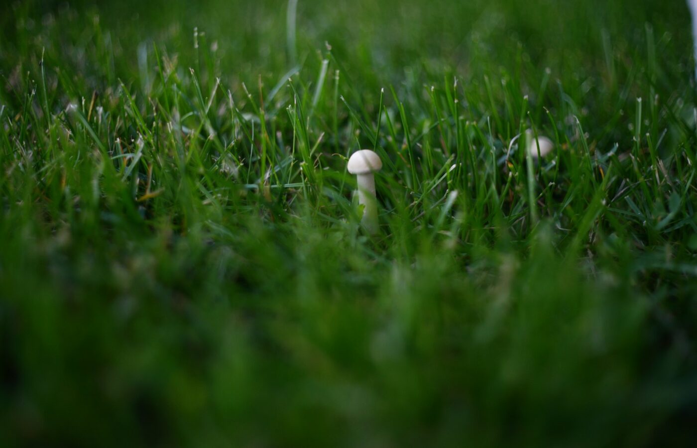 Paddenstoelen tussen het gras van een gazon in de herfst