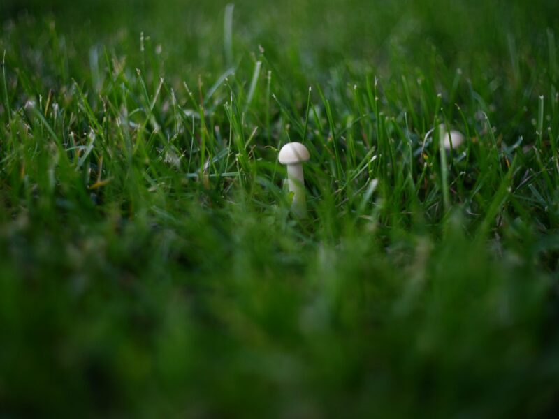 Paddenstoelen tussen het gras van een gazon in de herfst