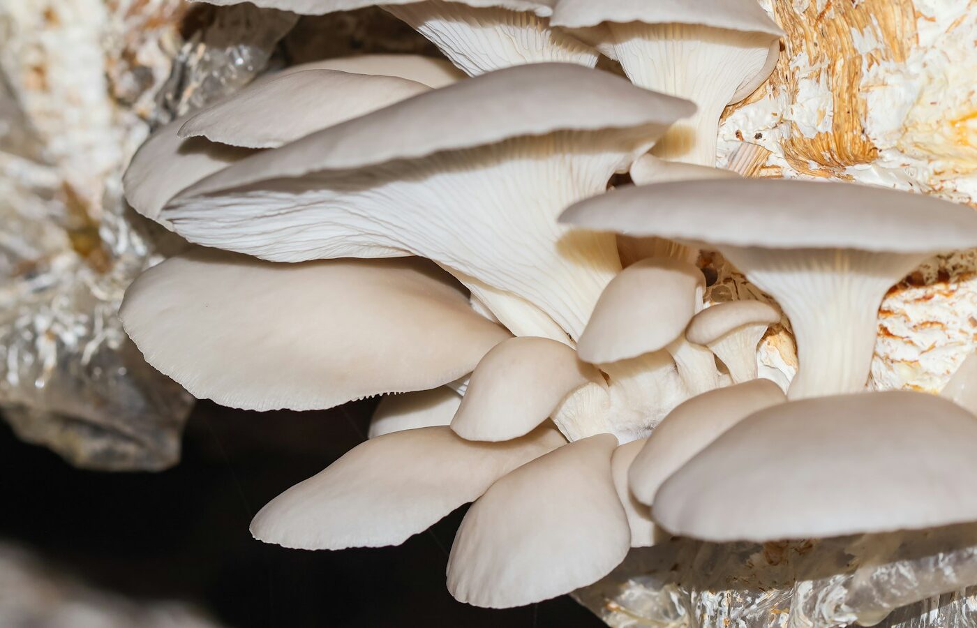 Oesterzwammen groeien op een boomstam in de schaduw