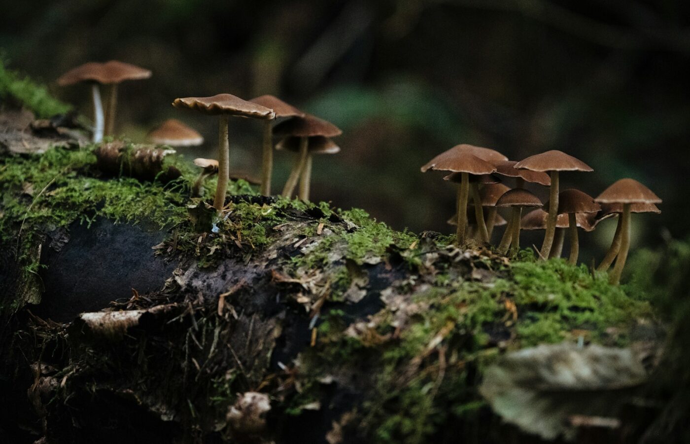 Bruine paddenstoelen tussen herfstbladeren en mos op de bosbodem