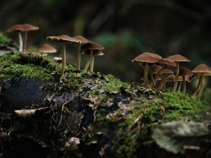 Bruine paddenstoelen tussen herfstbladeren en mos op de bosbodem