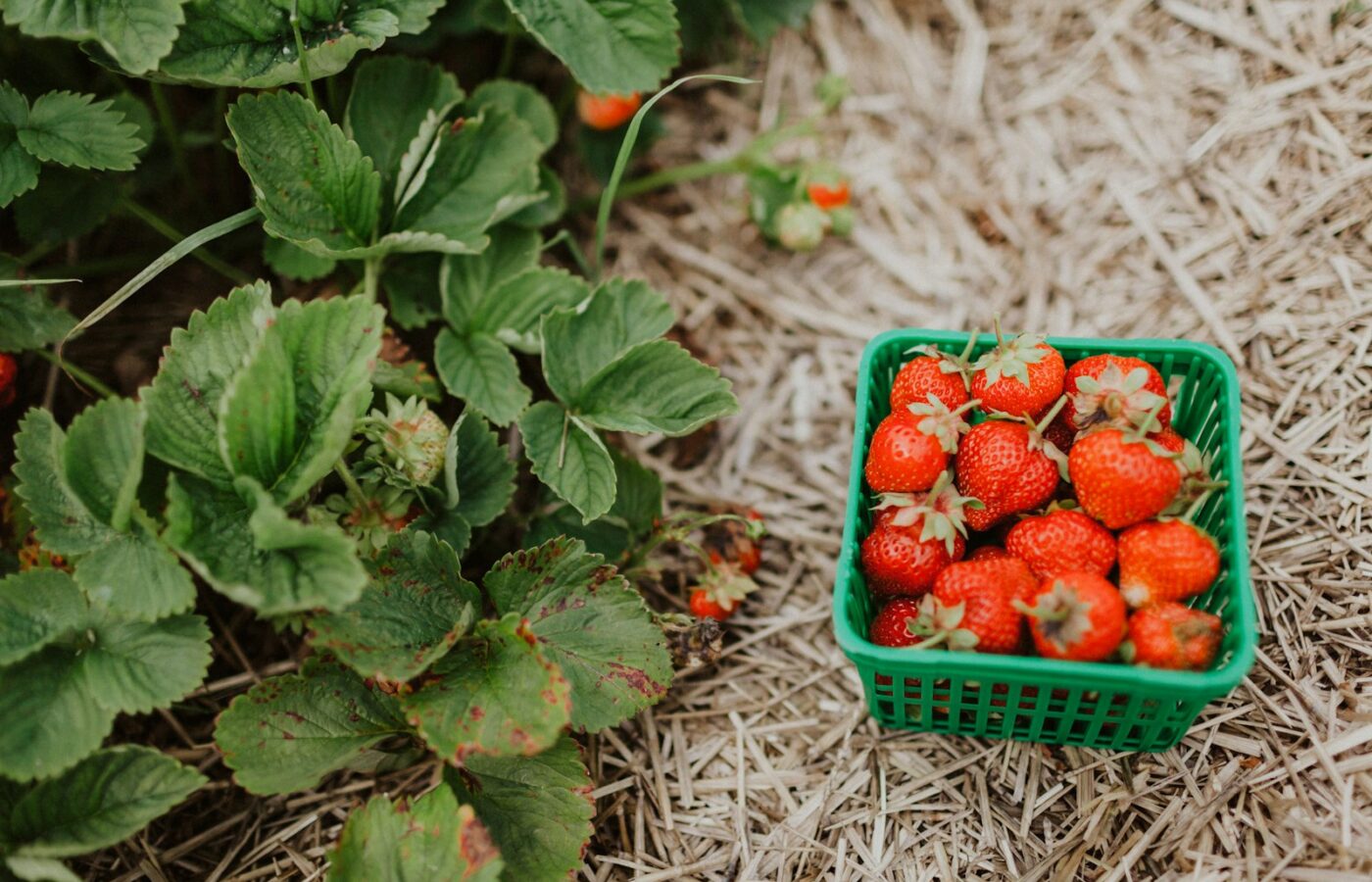 Verse aardbeien in een mandje op een marktkraam