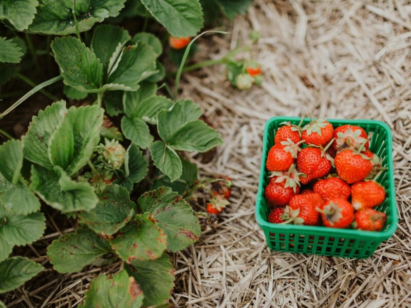 Verse aardbeien in een mandje op een marktkraam