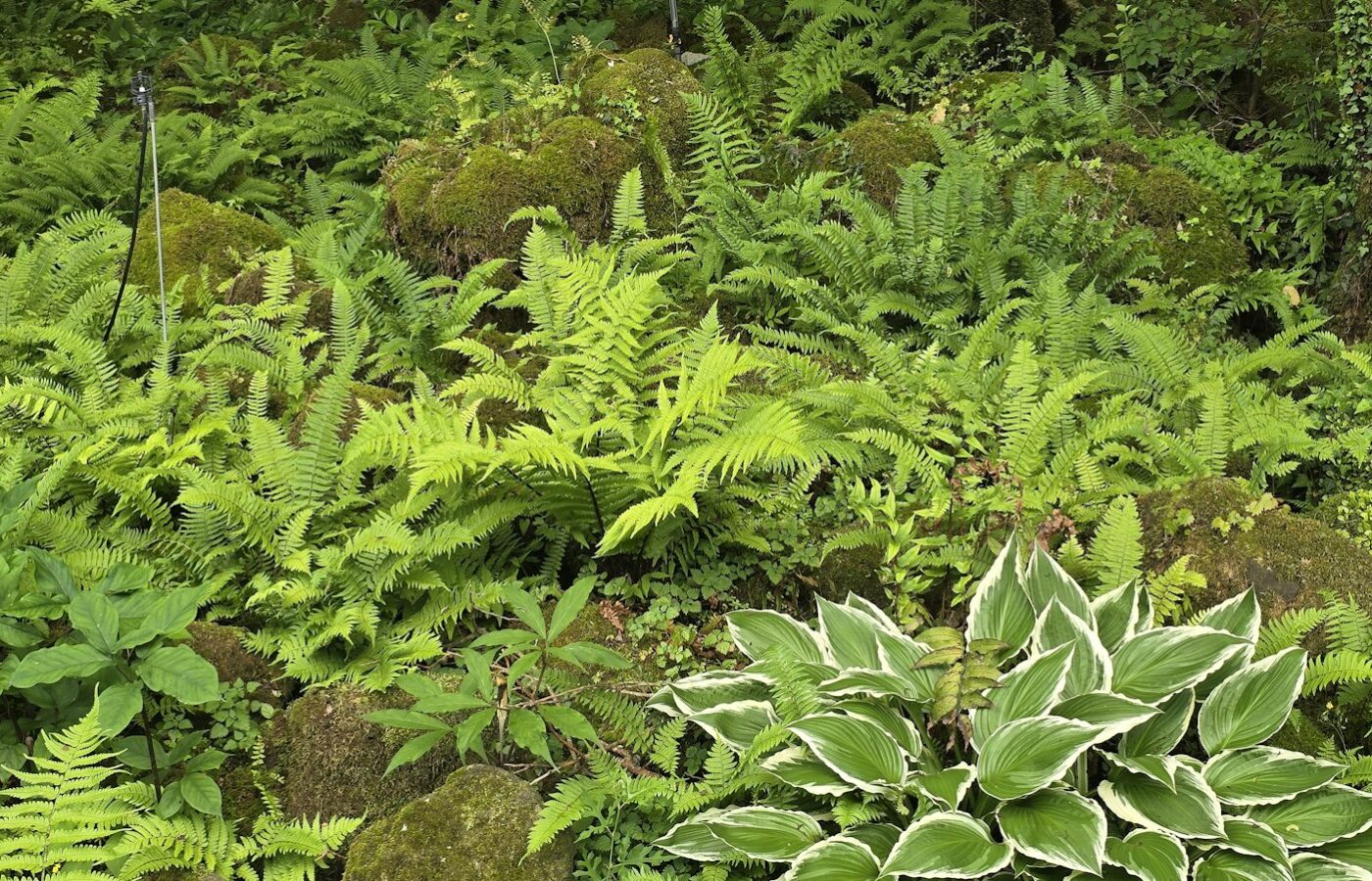 Varens en bladplanten in een schaduwrijke tuinhoek