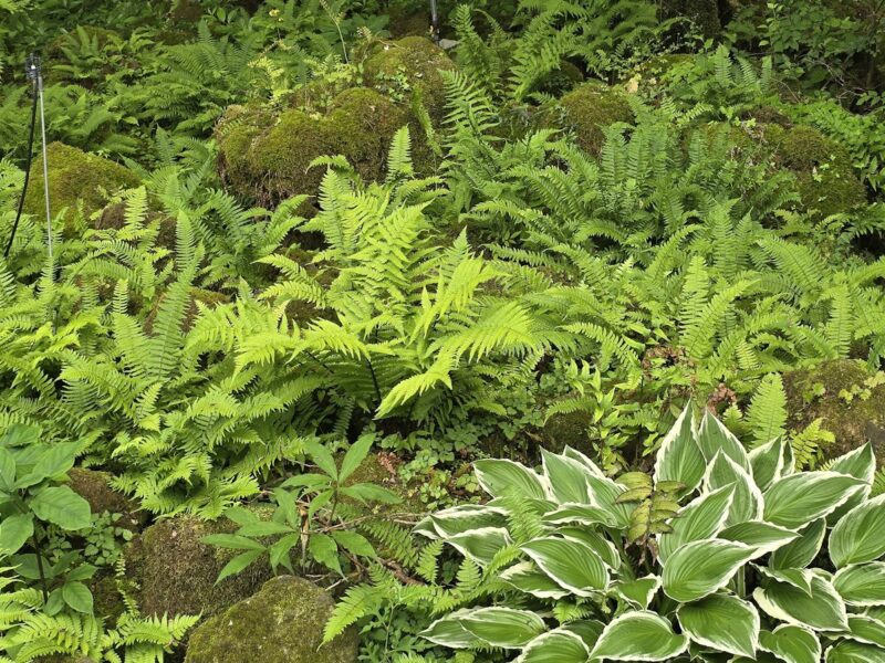 Varens en bladplanten in een schaduwrijke tuinhoek