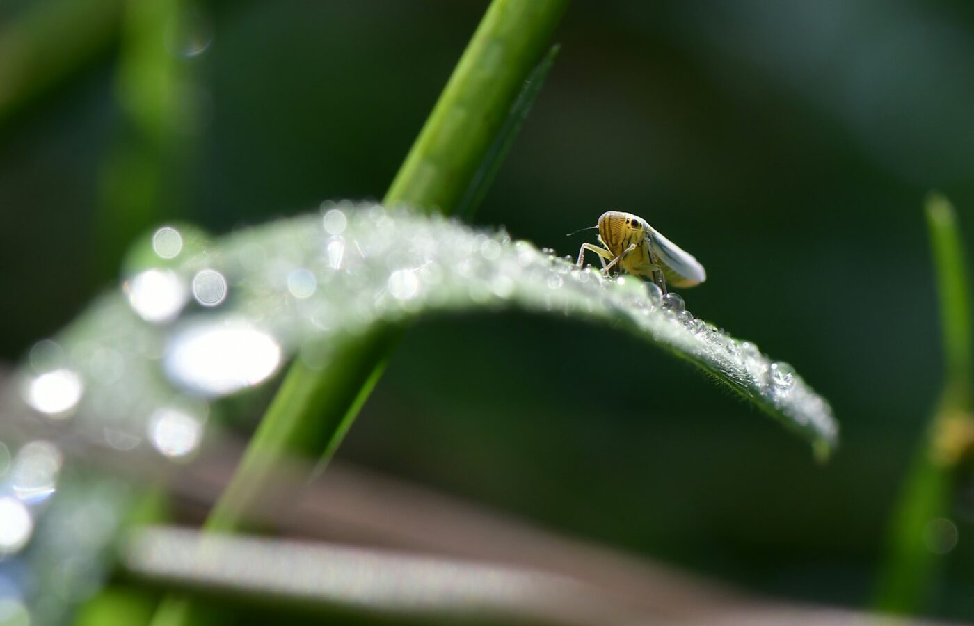 Tekentang en pincet op een houten tafel naast tuinhandschoenen