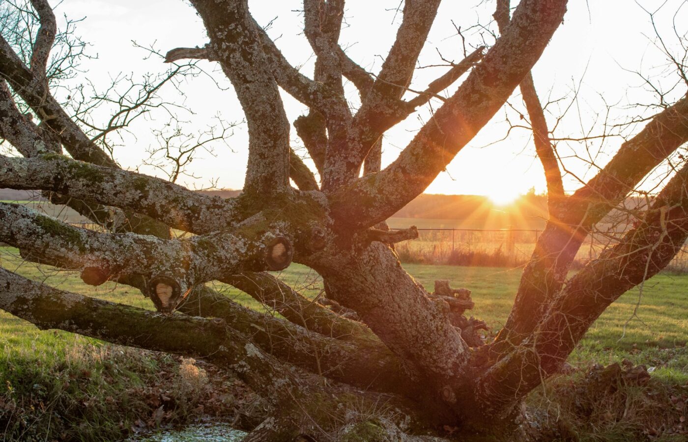 Afgewaaide takken en herfstblad op het gras in een tuin