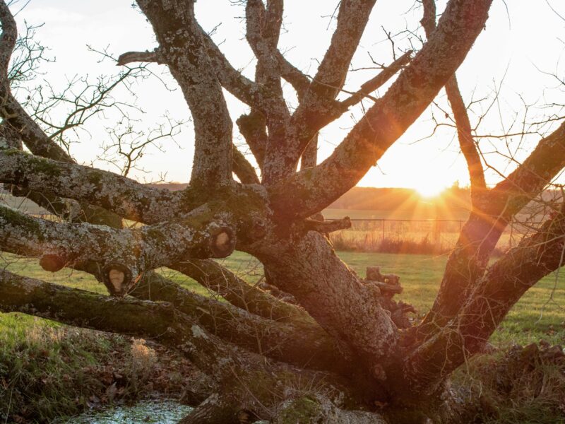 Afgewaaide takken en herfstblad op het gras in een tuin