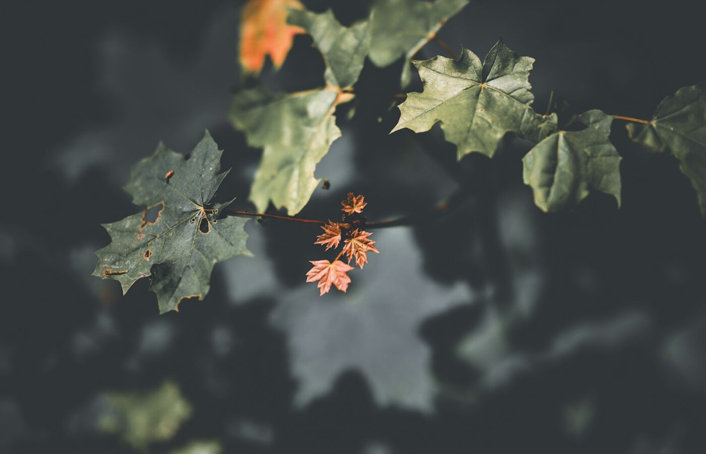 Bloeiende klimop in de herfst met groene bloemschermen