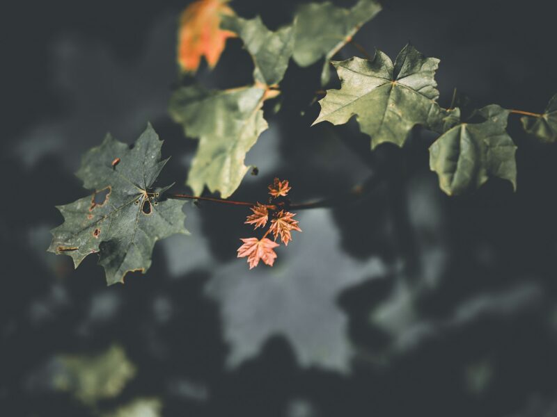 Bloeiende klimop in de herfst met groene bloemschermen