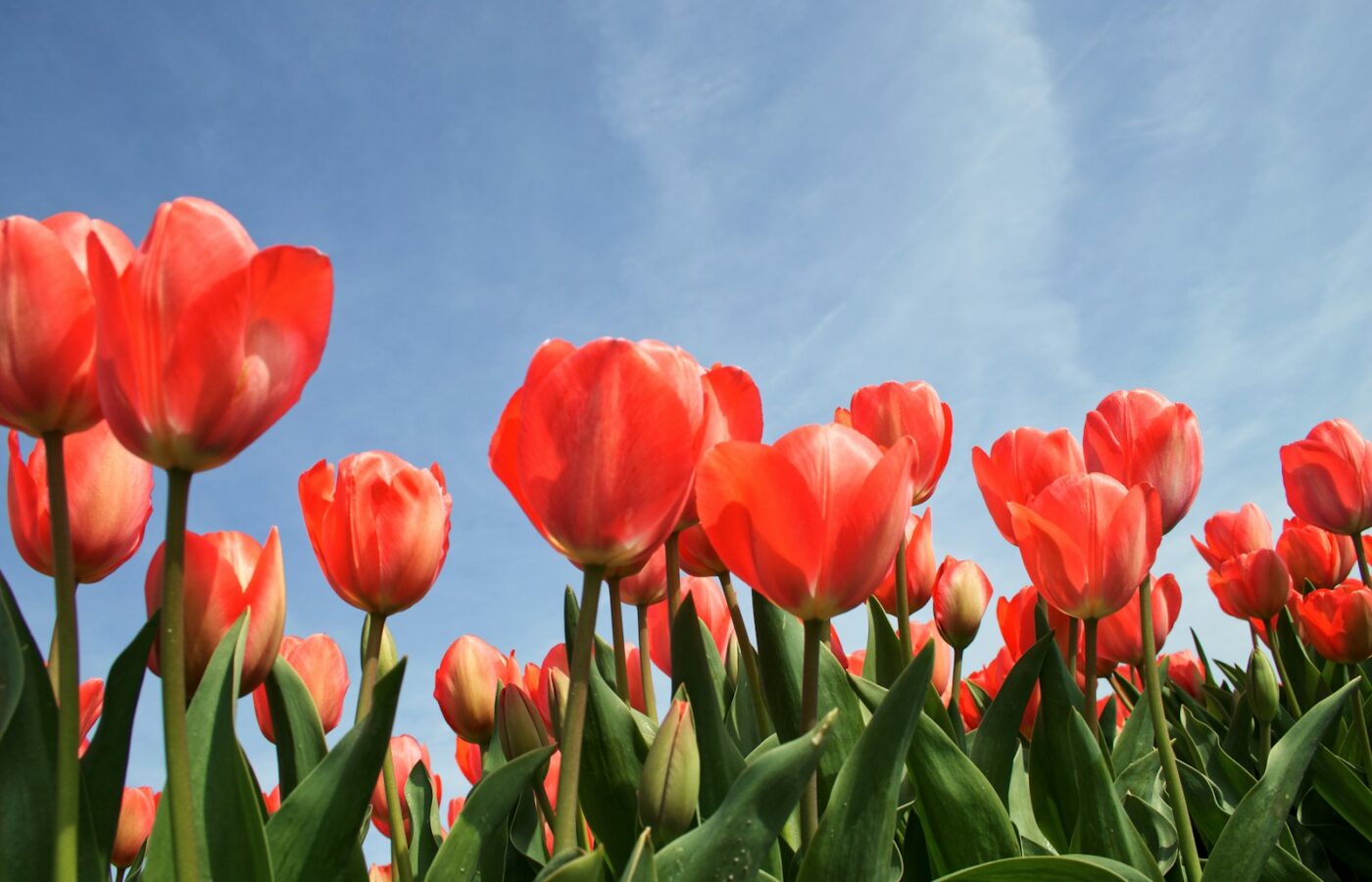 Tulpenbollen in een houten kistje naast een tuinschepje op de aarde