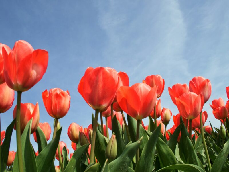 Tulpenbollen in een houten kistje naast een tuinschepje op de aarde