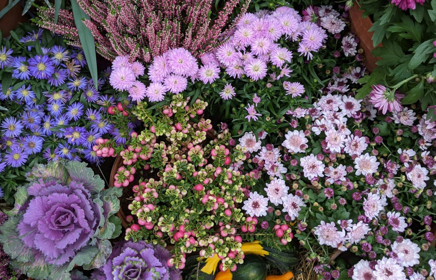 Vaste plant wordt in de herfst in een border geplant