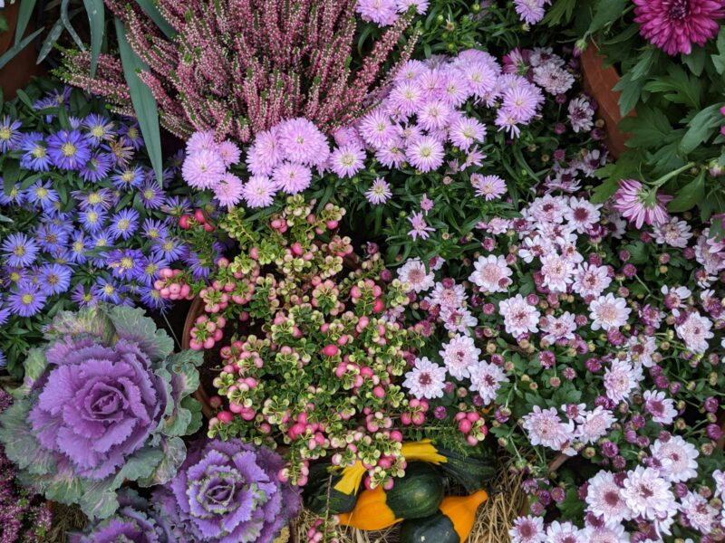 Vaste plant wordt in de herfst in een border geplant