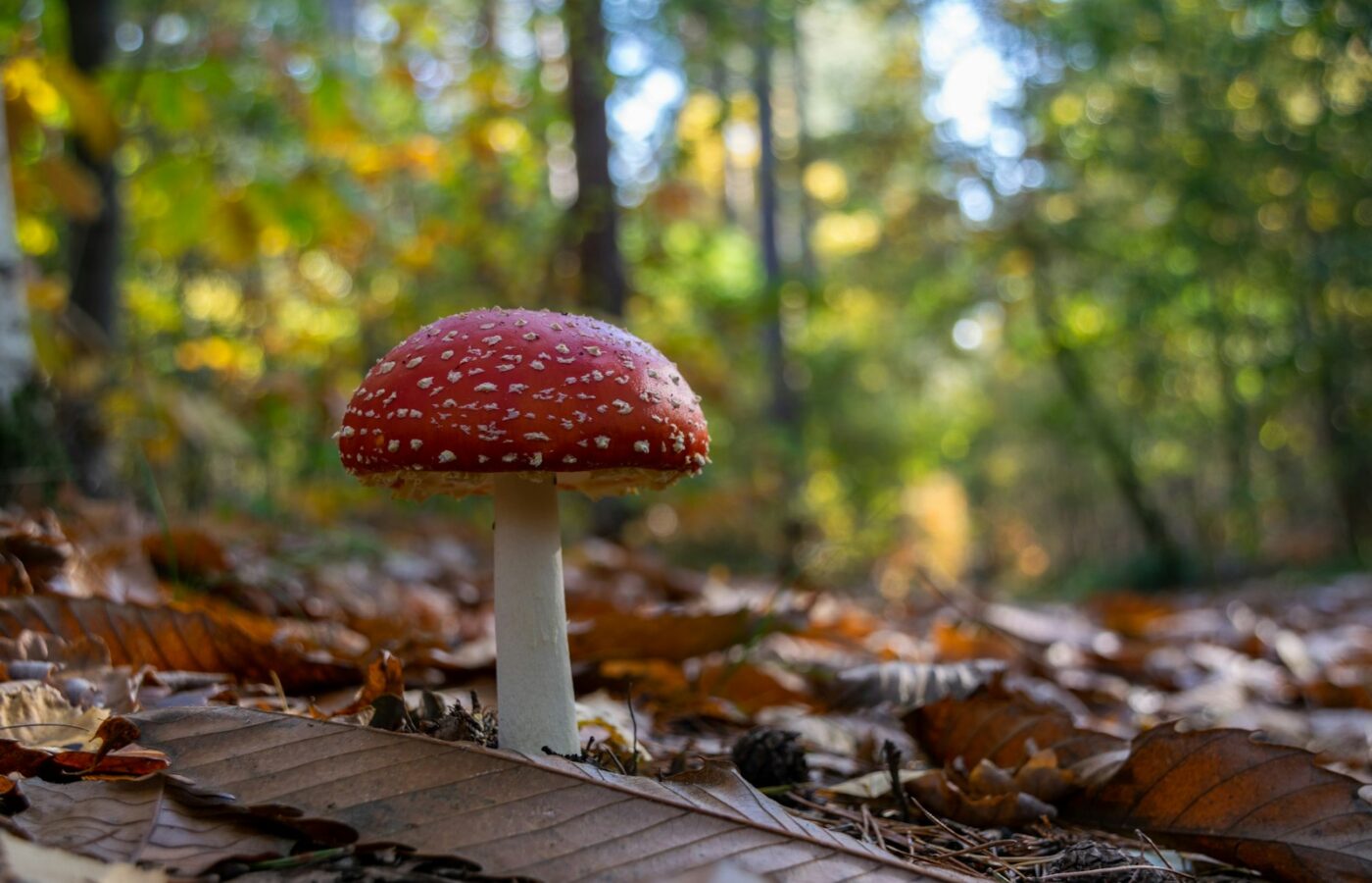 Vliegenzwam met rode hoed en witte stippen tussen herfstbladeren