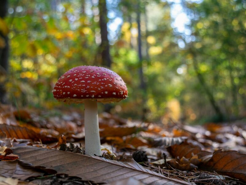 Vliegenzwam met rode hoed en witte stippen tussen herfstbladeren