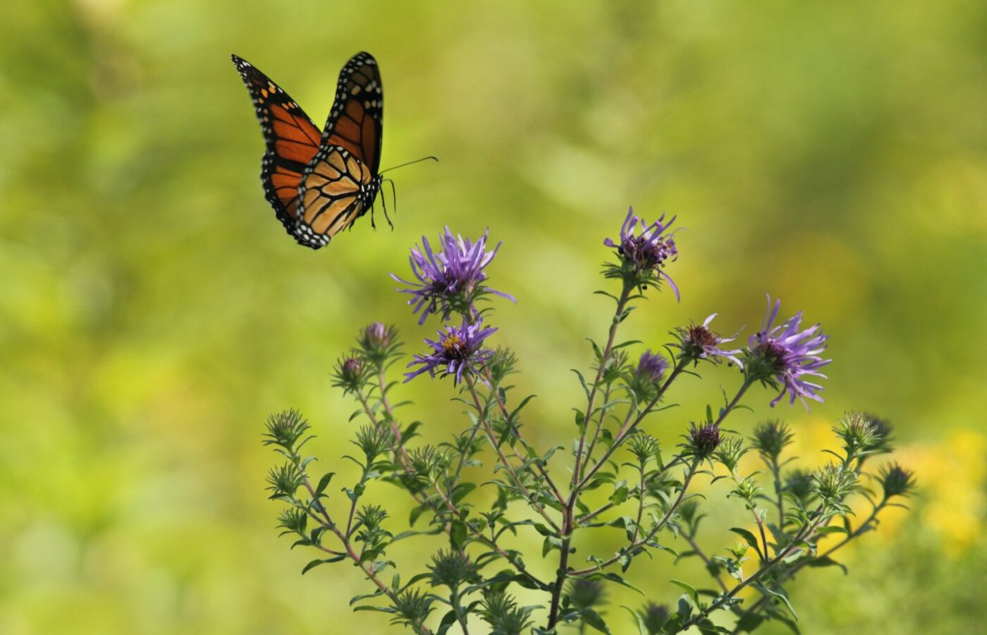 Dagpauwoog op bloeiend koninginnekruid in een natuurlijke tuin