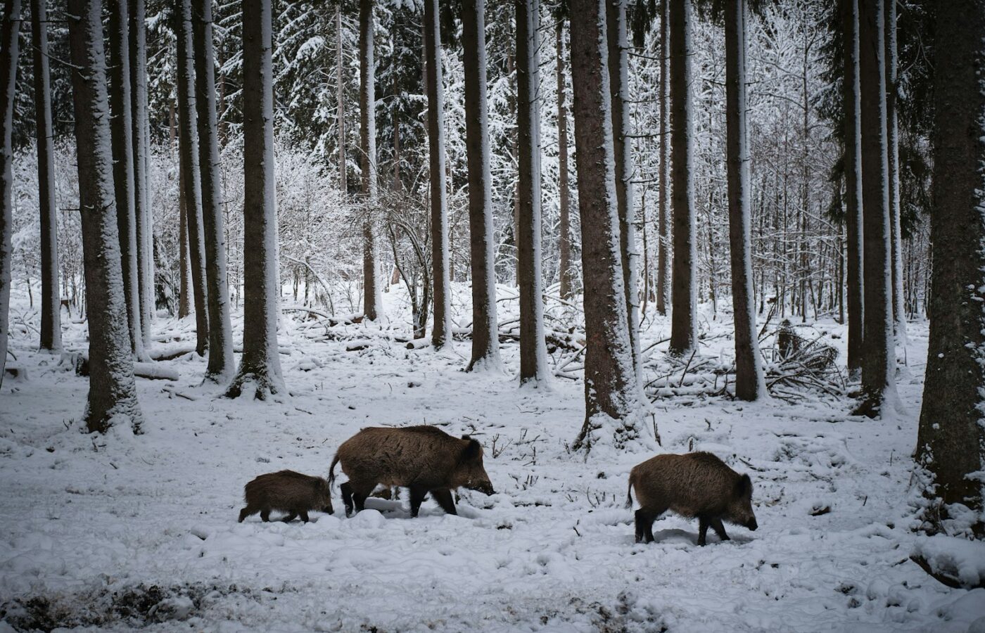 Omgewoeld gazon met losse graszoden aan de rand van een bos