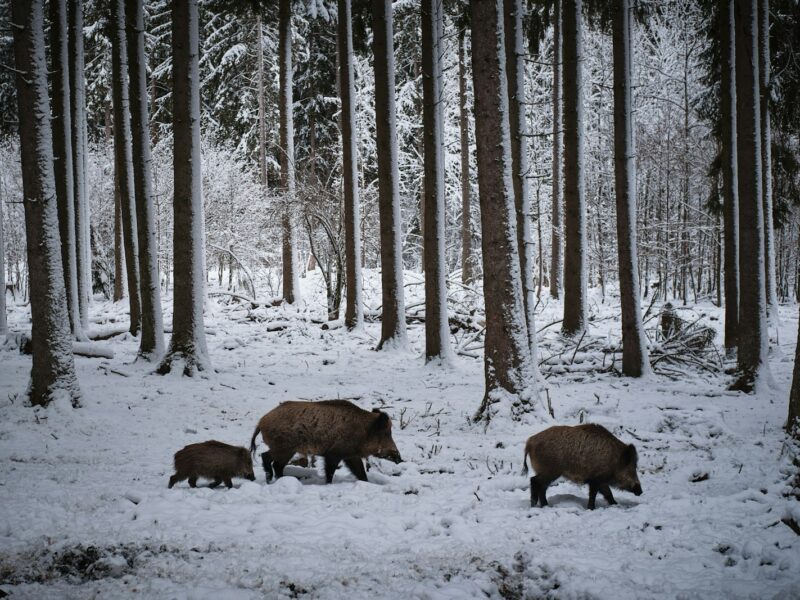 Omgewoeld gazon met losse graszoden aan de rand van een bos