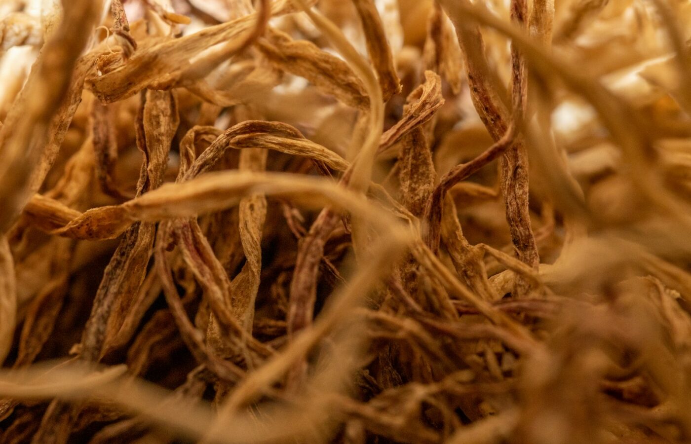 Bleke kroppen witlof met de wortels er nog aan
