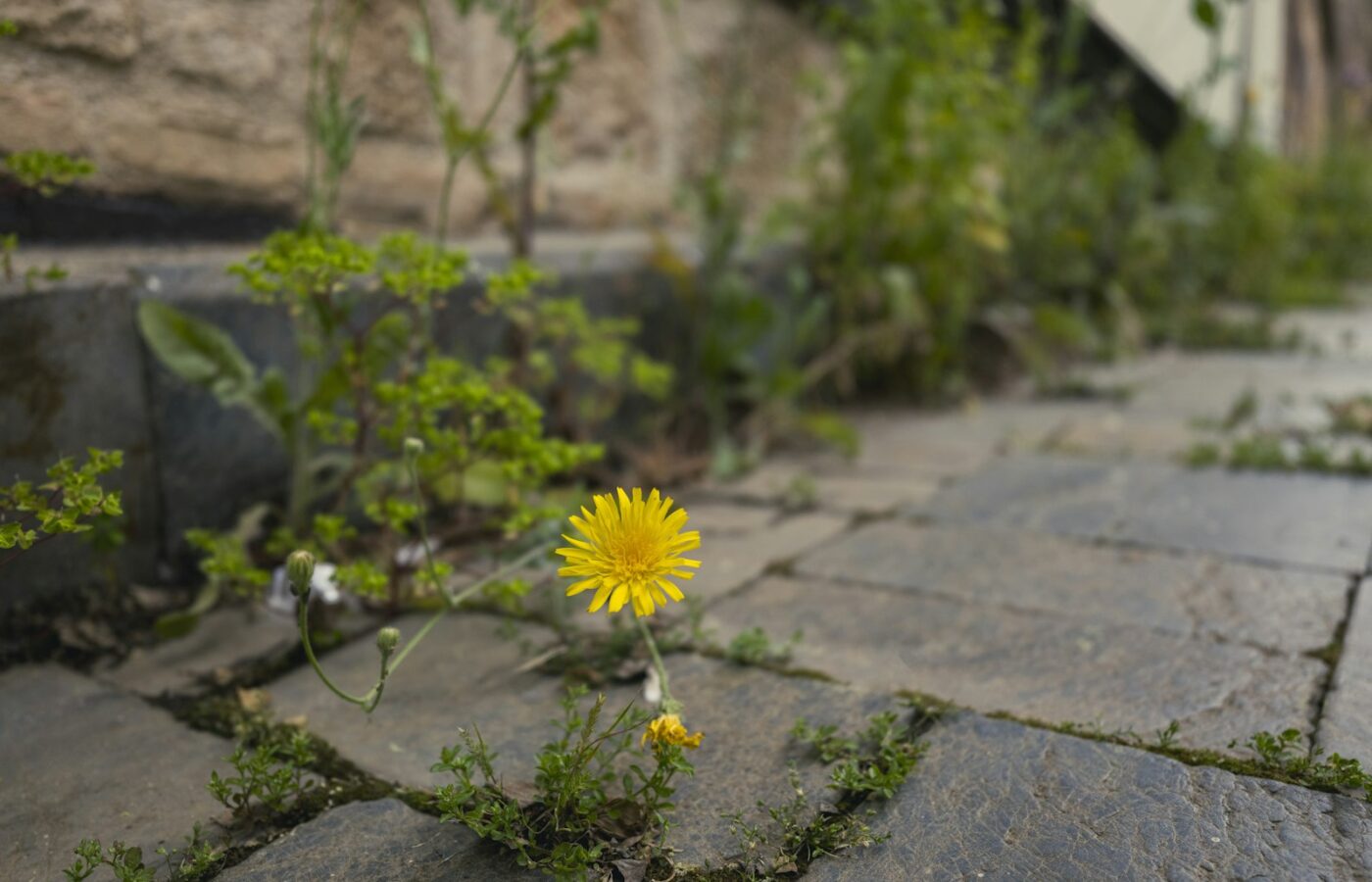 Onkruid tussen de voegen van een tegelpad in de tuin