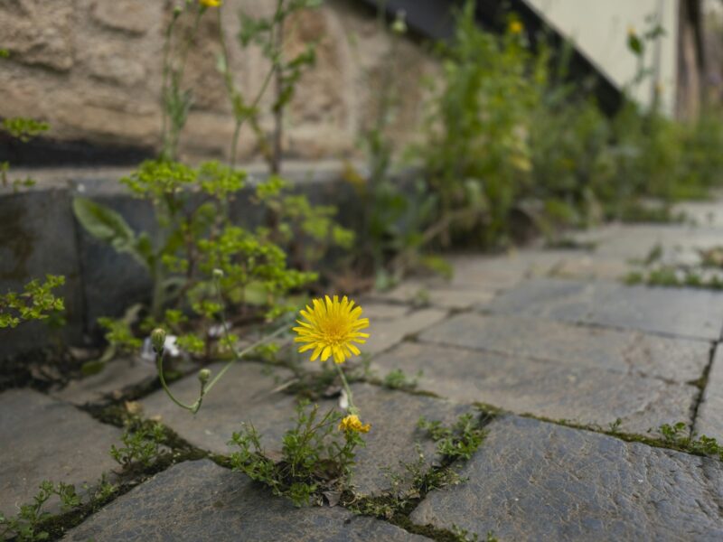 Onkruid tussen de voegen van een tegelpad in de tuin